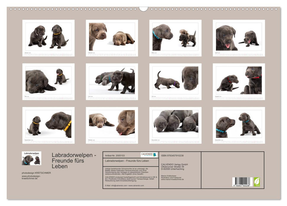Labradorwelpen - Freunde fürs Leben (CALVENDO Wandkalender 2026)
