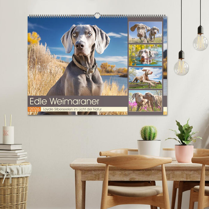 Edle Weimaraner. Loyale Silberseelen im Licht der Natur (CALVENDO Wandkalender 2026)