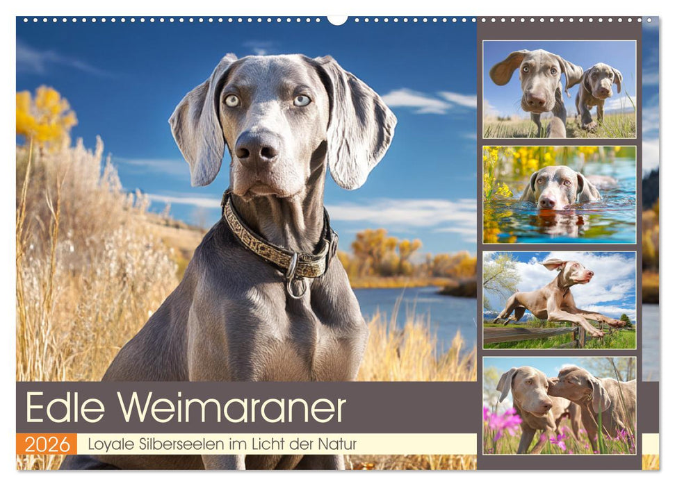 Edle Weimaraner. Loyale Silberseelen im Licht der Natur (CALVENDO Wandkalender 2026)