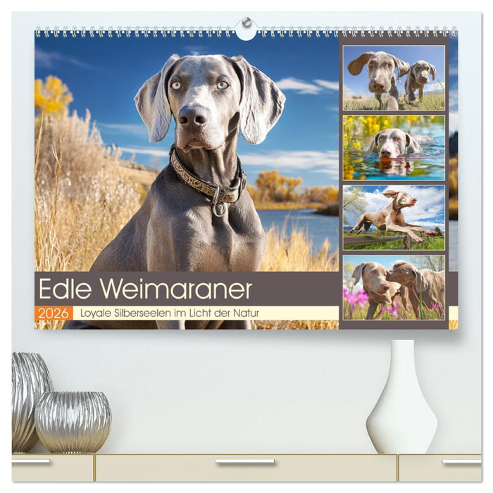 Edle Weimaraner. Loyale Silberseelen im Licht der Natur (CALVENDO Premium Wandkalender 2026)