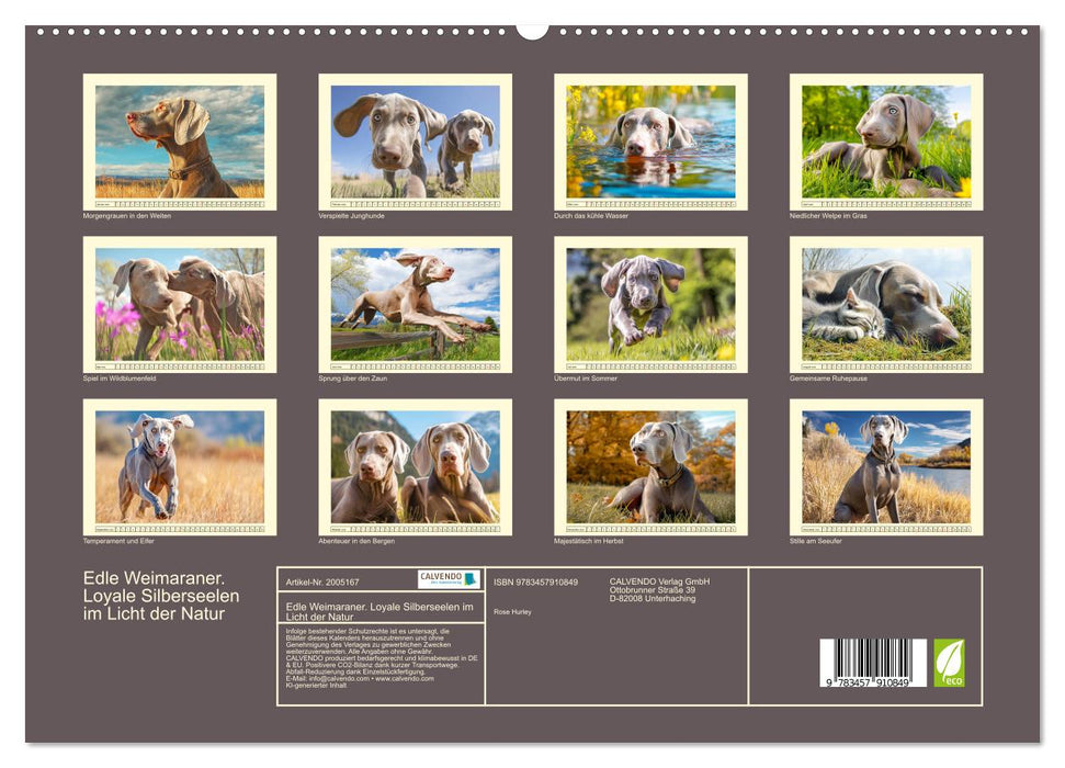 Edle Weimaraner. Loyale Silberseelen im Licht der Natur (CALVENDO Premium Wandkalender 2026)