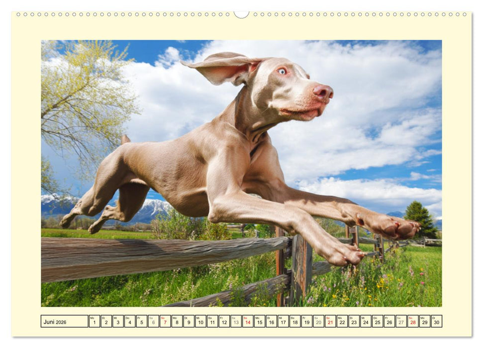 Edle Weimaraner. Loyale Silberseelen im Licht der Natur (CALVENDO Premium Wandkalender 2026)