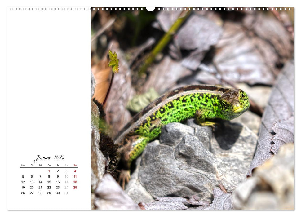 Eidechsen, flinke Räuber (CALVENDO Wandkalender 2026)