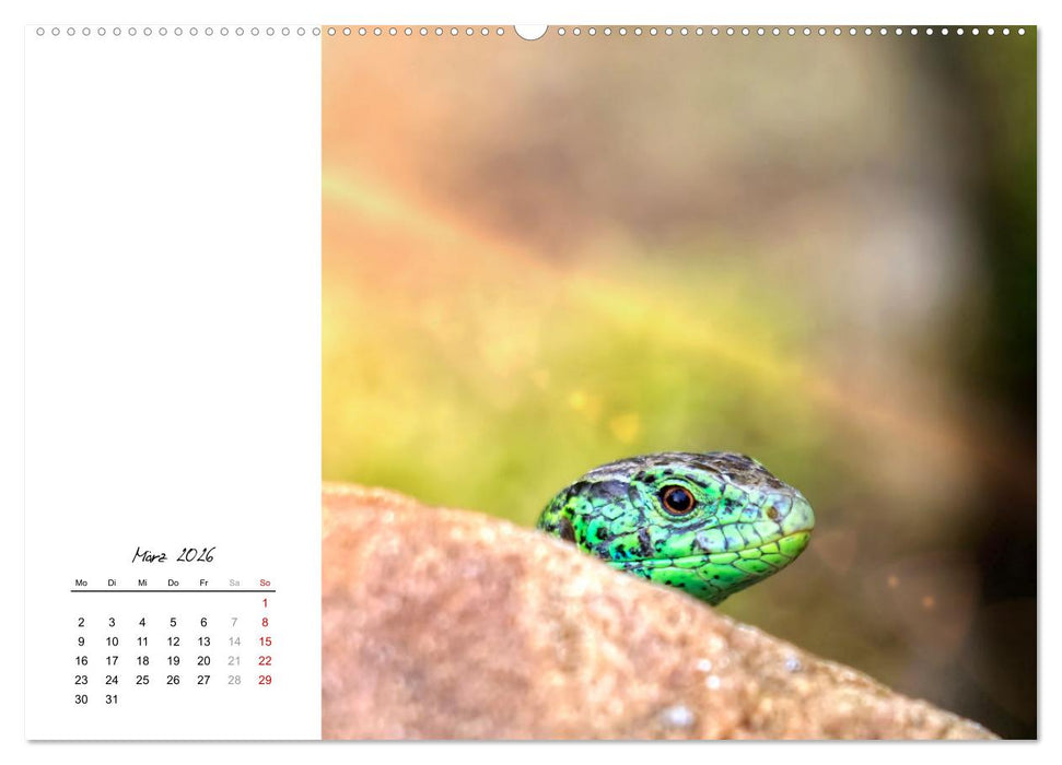 Eidechsen, flinke Räuber (CALVENDO Wandkalender 2026)