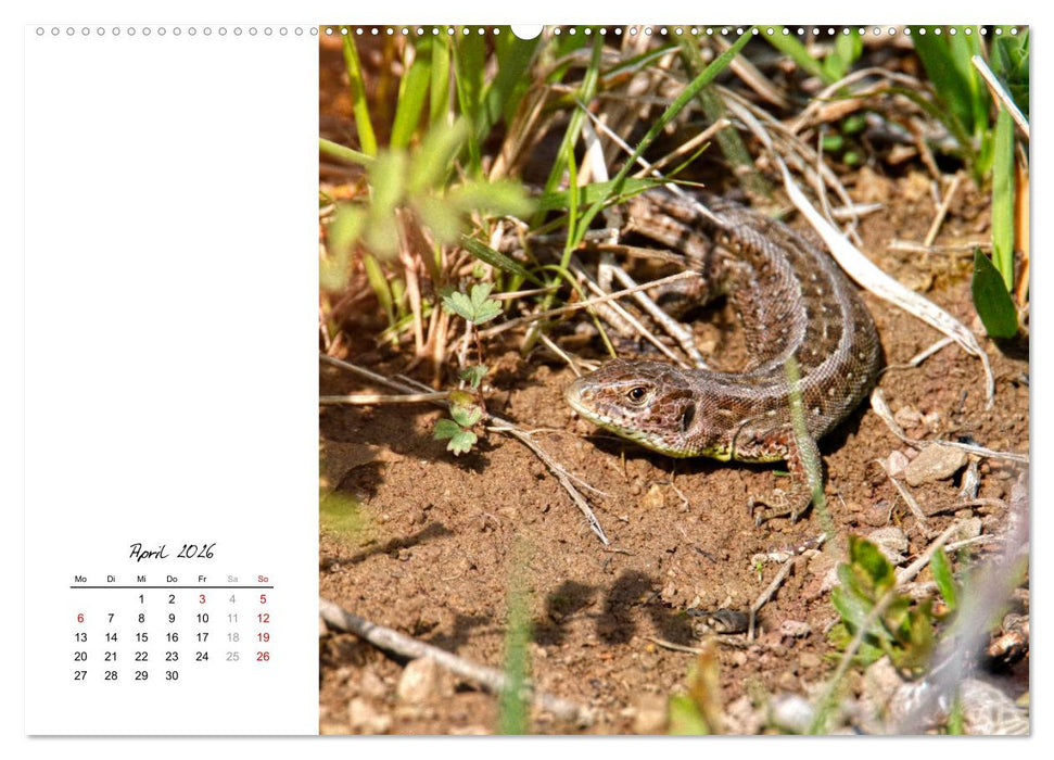 Eidechsen, flinke Räuber (CALVENDO Wandkalender 2026)