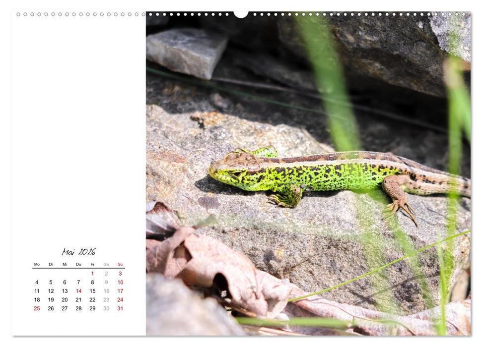 Eidechsen, flinke Räuber (CALVENDO Wandkalender 2026)