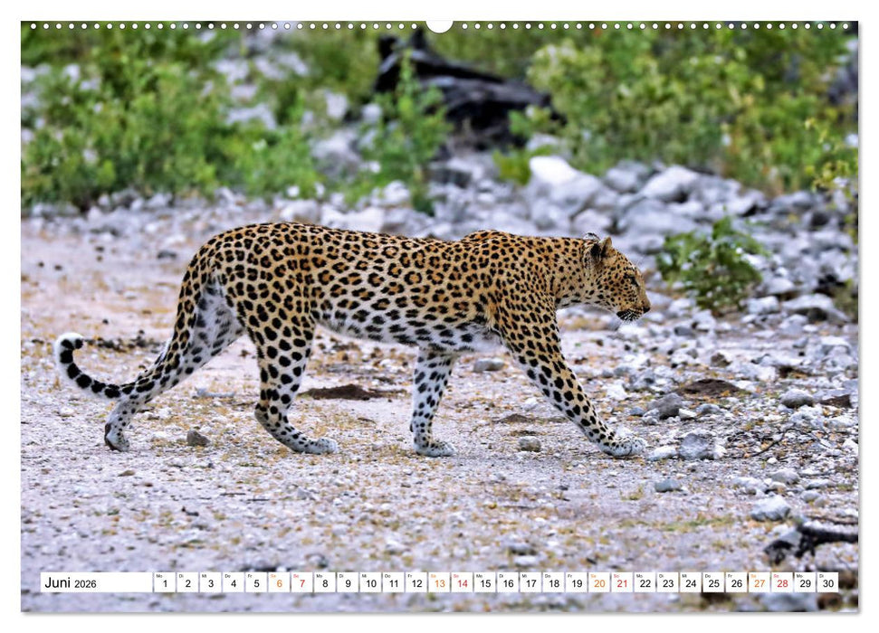 AUF BEUTEZUG (CALVENDO Wandkalender 2026)