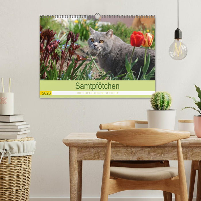 Samtpfötchen - Die treusten Begleiter 2026 (CALVENDO Wandkalender 2026)