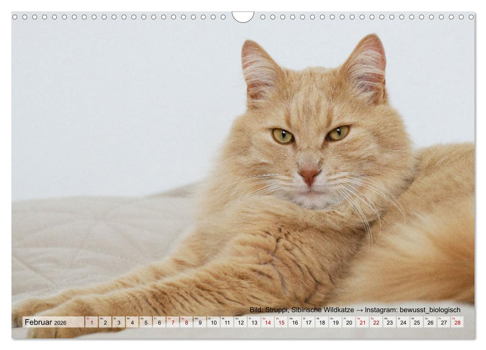 Samtpfötchen - Die treusten Begleiter 2026 (CALVENDO Wandkalender 2026)