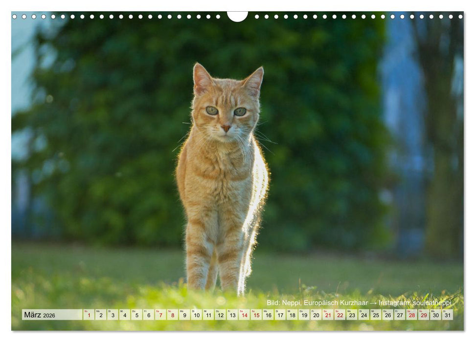 Samtpfötchen - Die treusten Begleiter 2026 (CALVENDO Wandkalender 2026)
