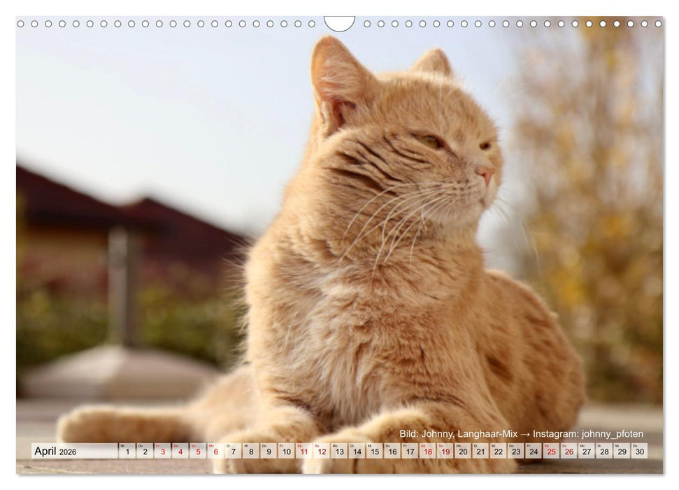 Samtpfötchen - Die treusten Begleiter 2026 (CALVENDO Wandkalender 2026)