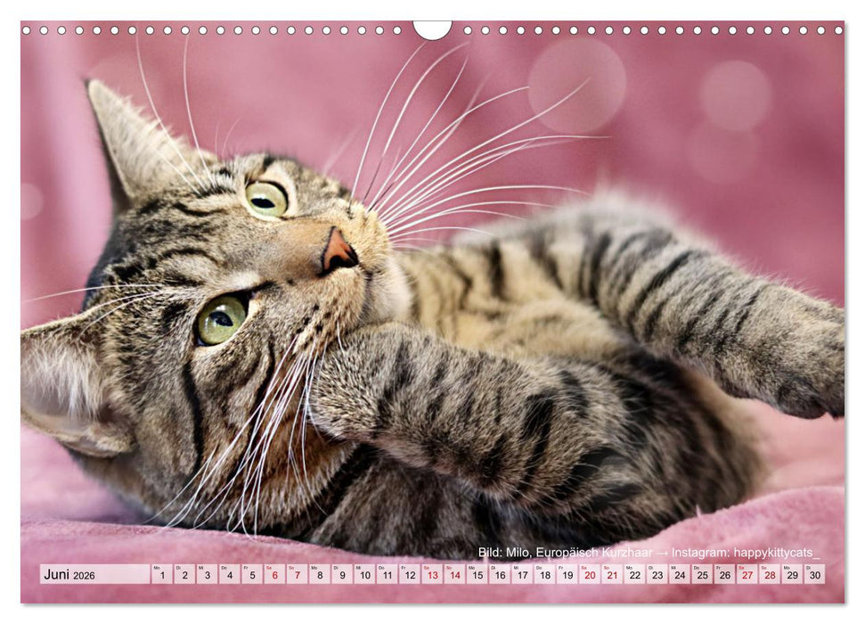 Samtpfötchen - Die treusten Begleiter 2026 (CALVENDO Wandkalender 2026)