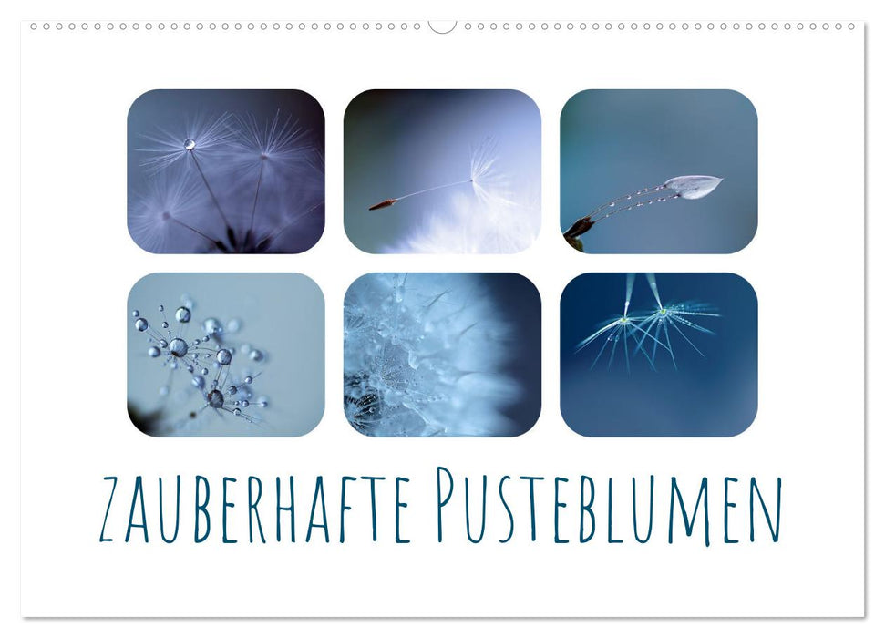 Zauberhafte Pusteblumen (CALVENDO Wandkalender 2026)