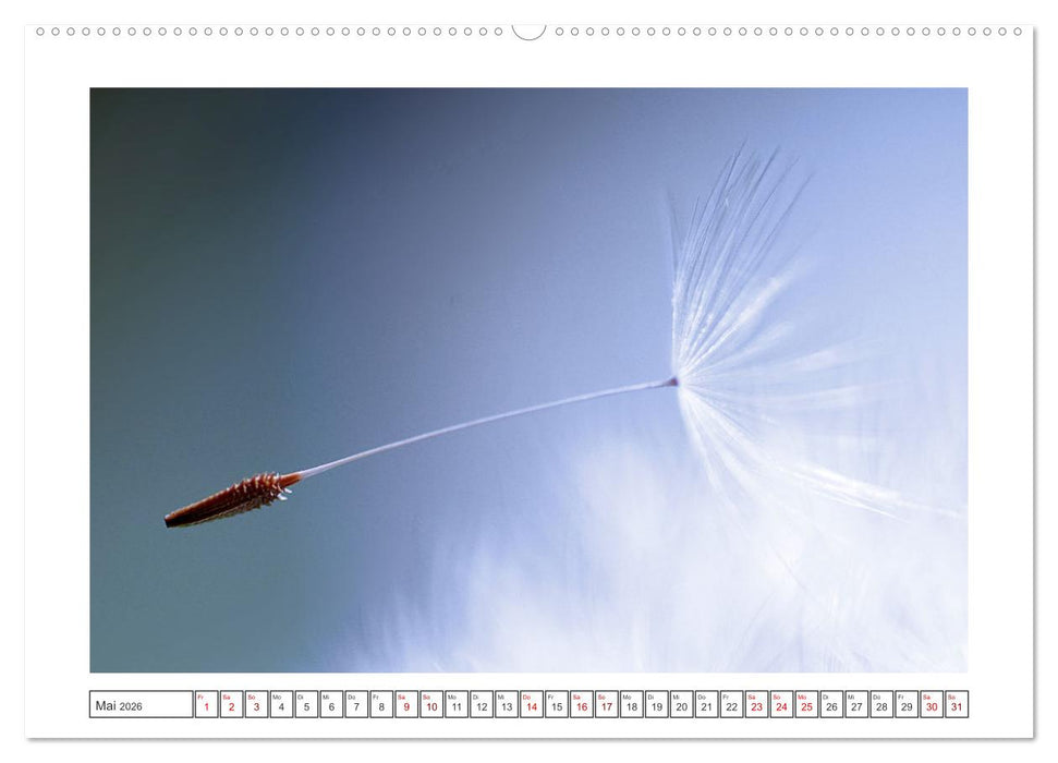 Zauberhafte Pusteblumen (CALVENDO Wandkalender 2026)