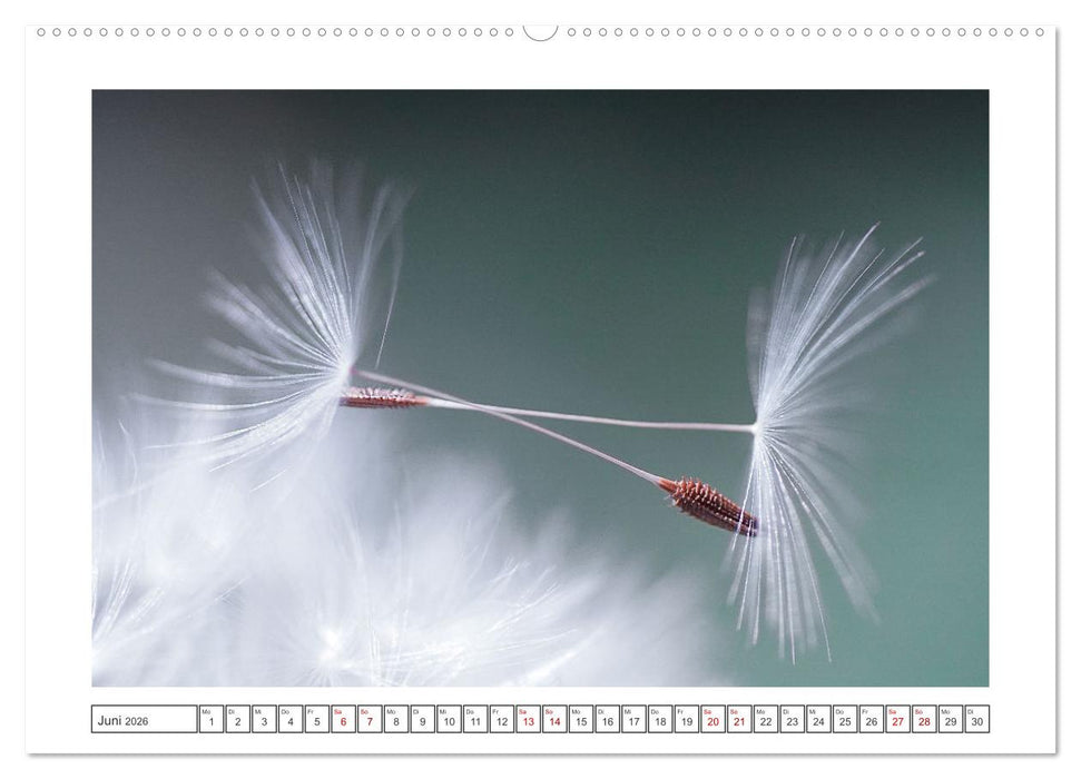Zauberhafte Pusteblumen (CALVENDO Wandkalender 2026)