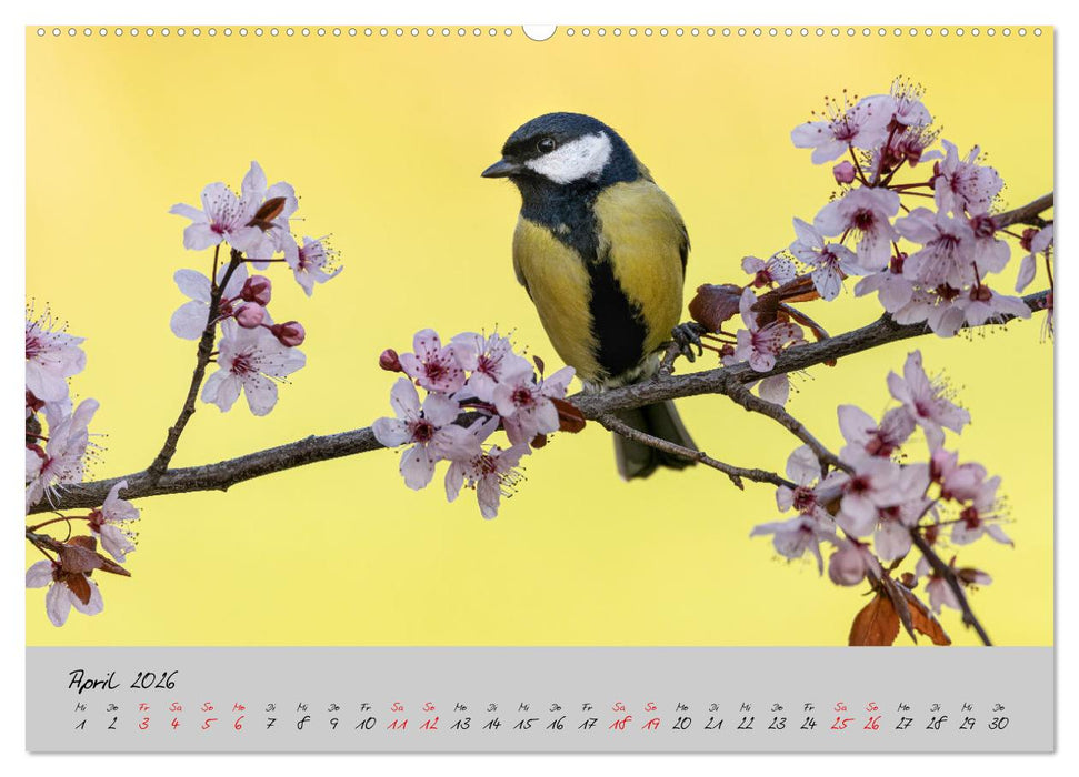 Bunte Vögel am Futterplatz (CALVENDO Wandkalender 2026)