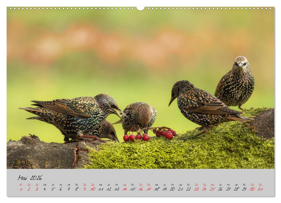 Bunte Vögel am Futterplatz (CALVENDO Wandkalender 2026)