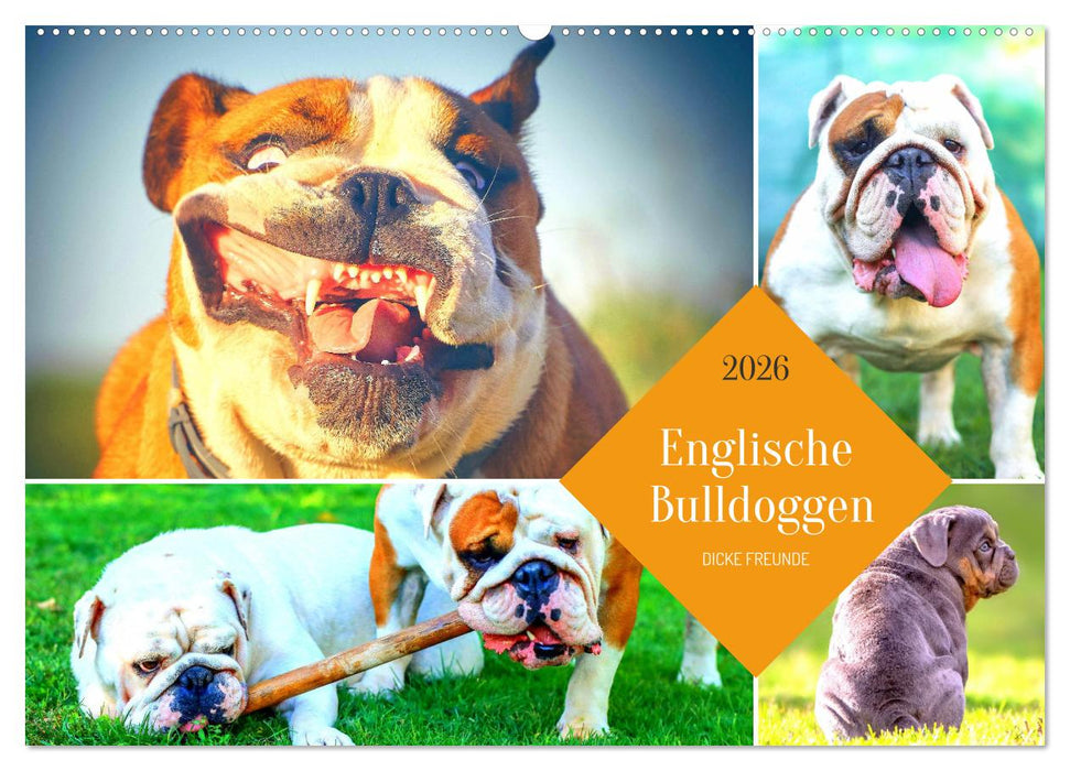 Dicke Freunde. Englische Bulldoggen (CALVENDO Wandkalender 2026)