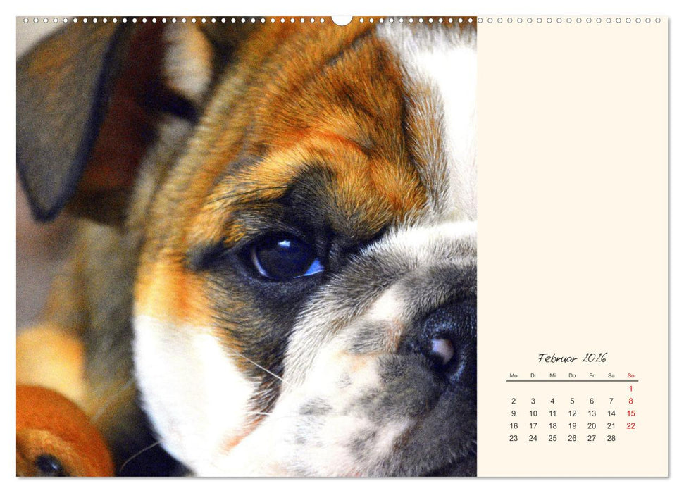 Dicke Freunde. Englische Bulldoggen (CALVENDO Wandkalender 2026)