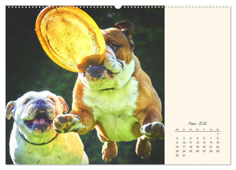 Dicke Freunde. Englische Bulldoggen (CALVENDO Wandkalender 2026)