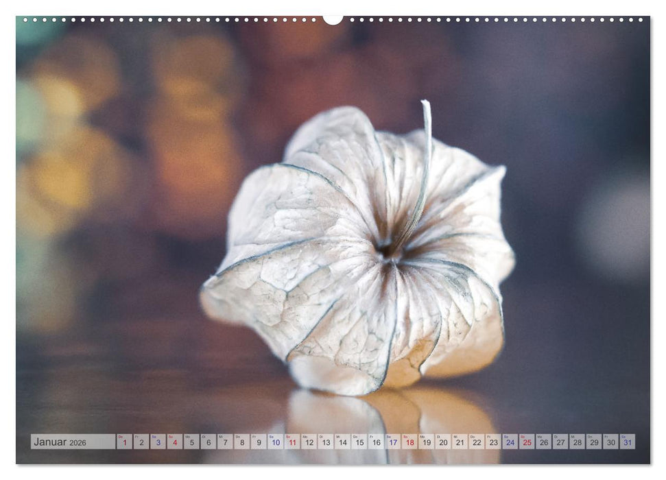 Kunstvolle Physalis-Kleine Frucht von großer Faszination (CALVENDO Premium Wandkalender 2026)
