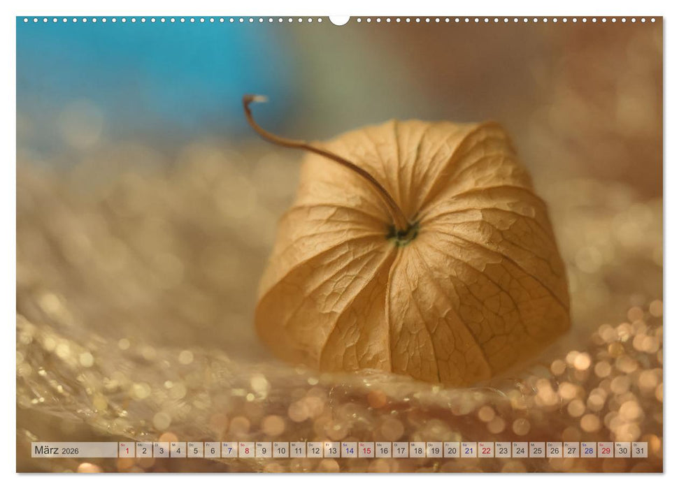 Kunstvolle Physalis-Kleine Frucht von großer Faszination (CALVENDO Premium Wandkalender 2026)