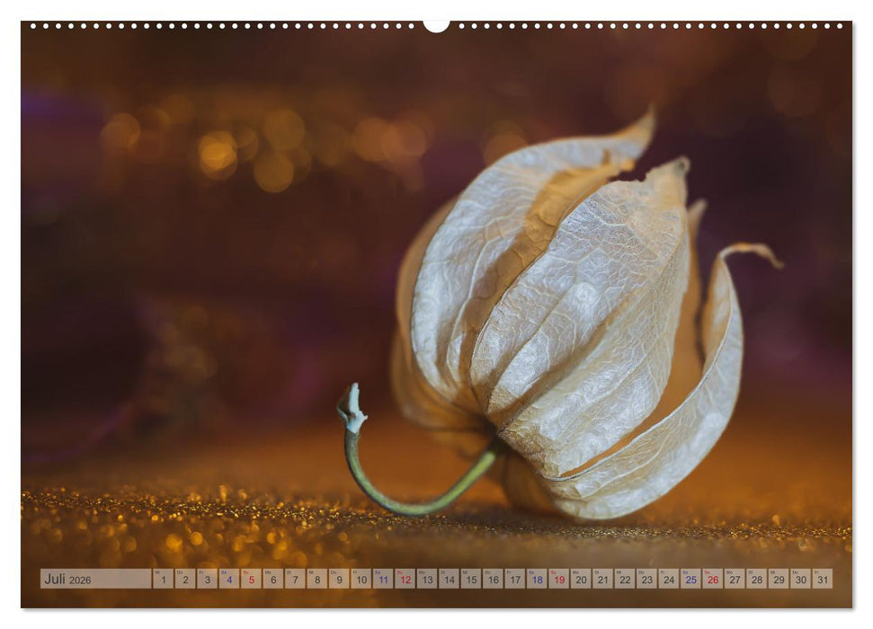 Kunstvolle Physalis-Kleine Frucht von großer Faszination (CALVENDO Premium Wandkalender 2026)