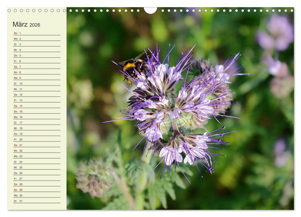 Ländliche Idylle zwischen Erzgebirge und Muldental (CALVENDO Wandkalender 2026)