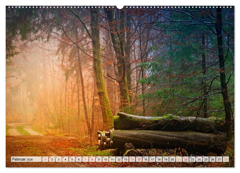 Wald - mystische Spaziergänge (CALVENDO Wandkalender 2026)