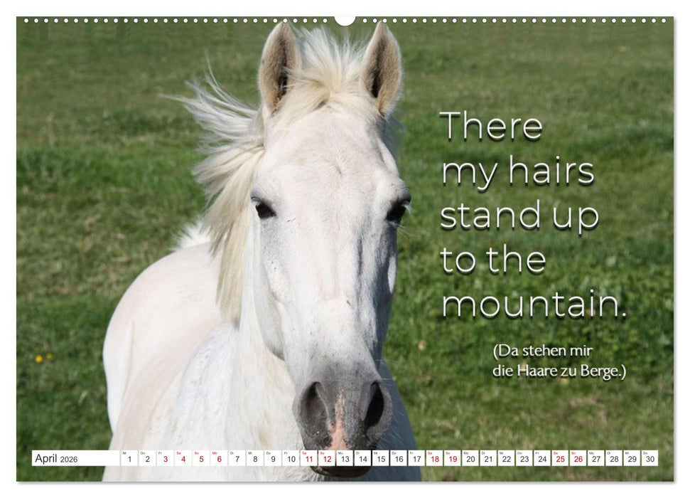 Sag es doch DENGLISCH (CALVENDO Wandkalender 2026)