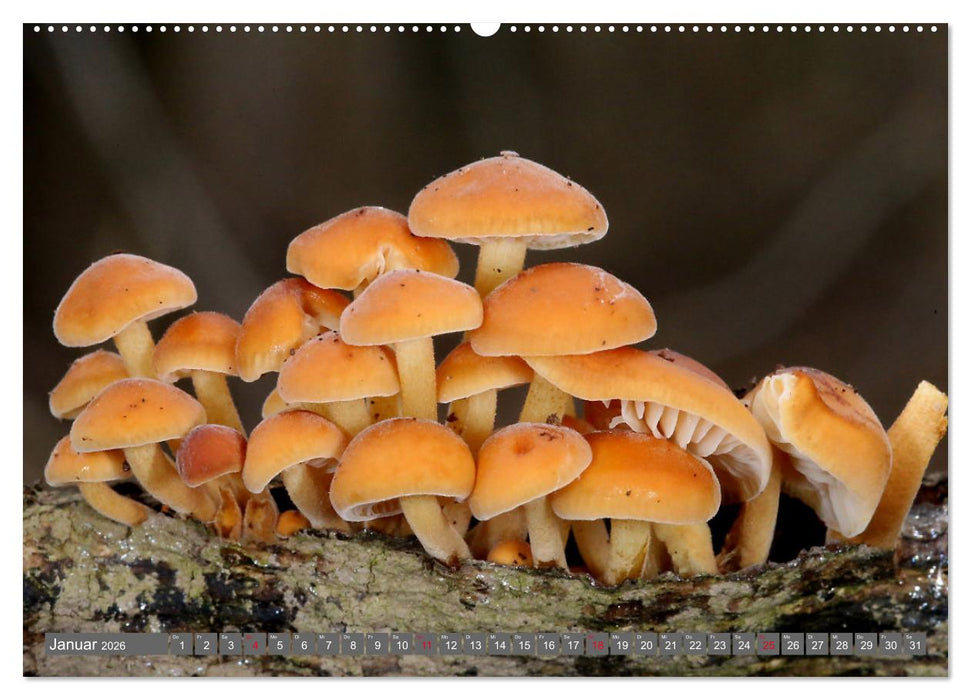 PILZE IM WALD (CALVENDO Wandkalender 2026)