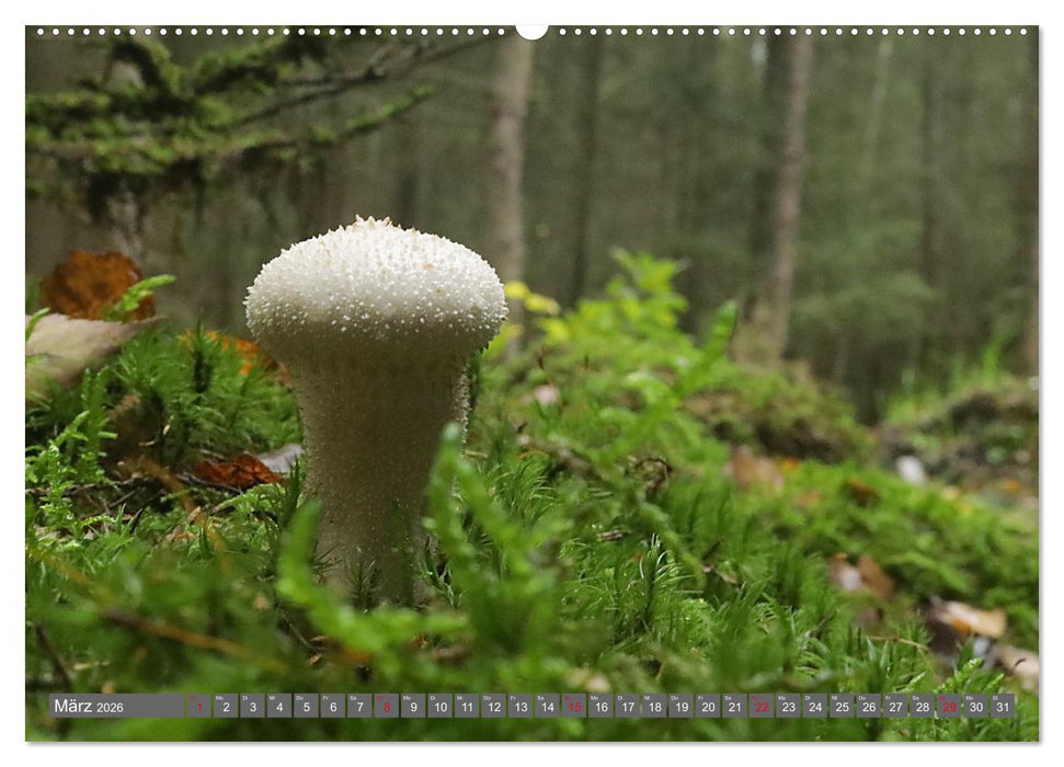 PILZE IM WALD (CALVENDO Wandkalender 2026)
