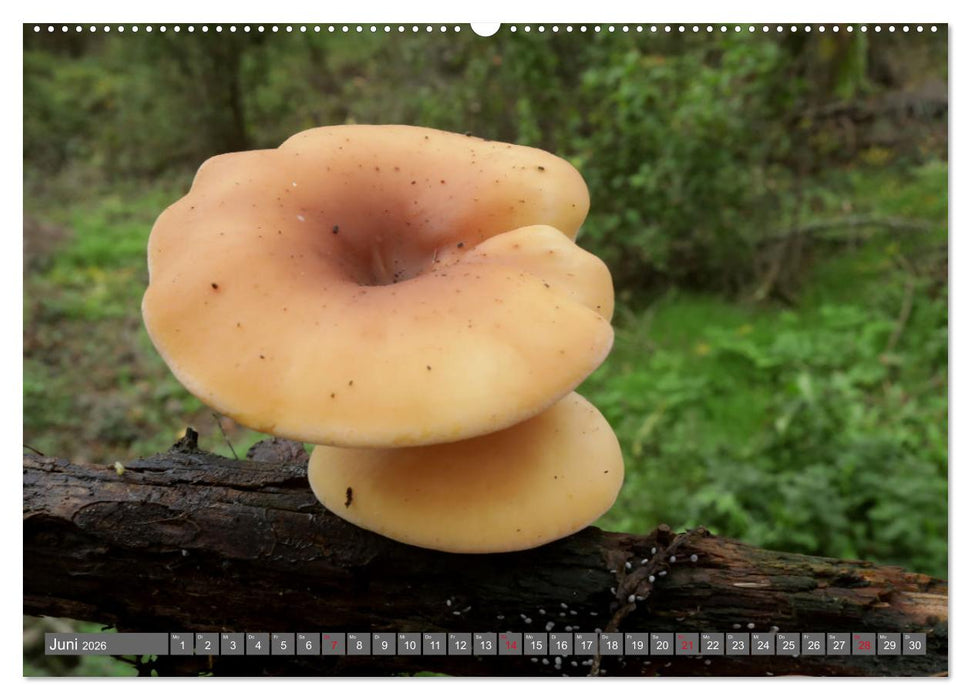 PILZE IM WALD (CALVENDO Wandkalender 2026)