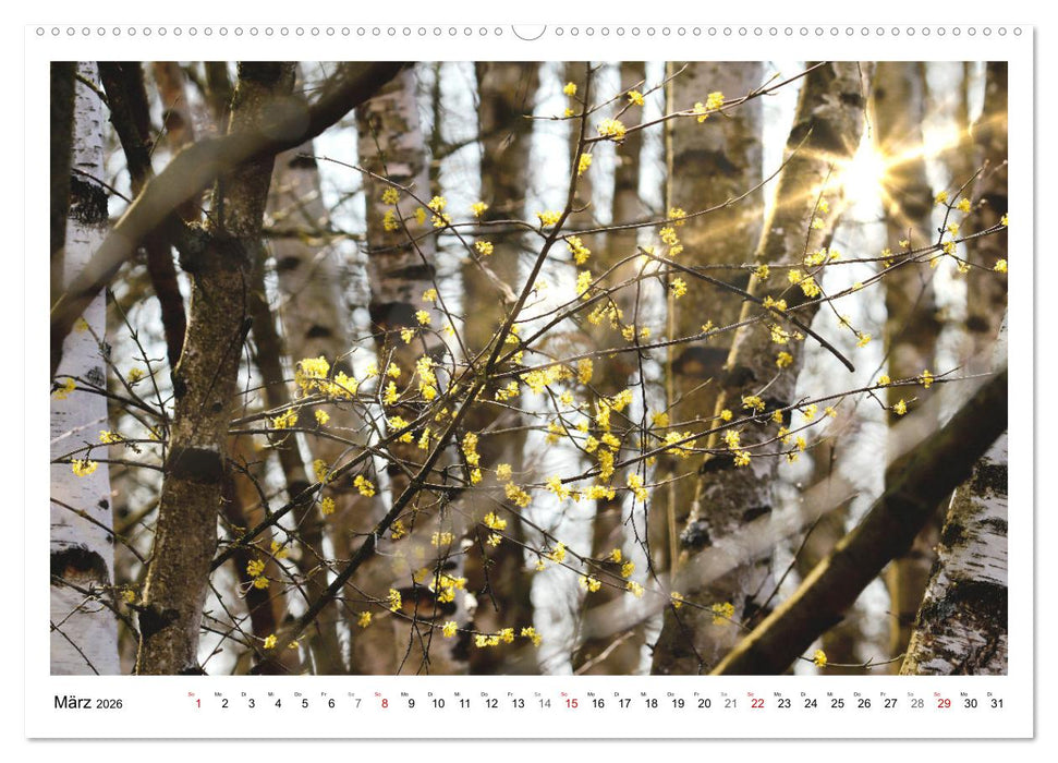 Mein Sehnsuchtsort, der heimische Wald (CALVENDO Wandkalender 2026)
