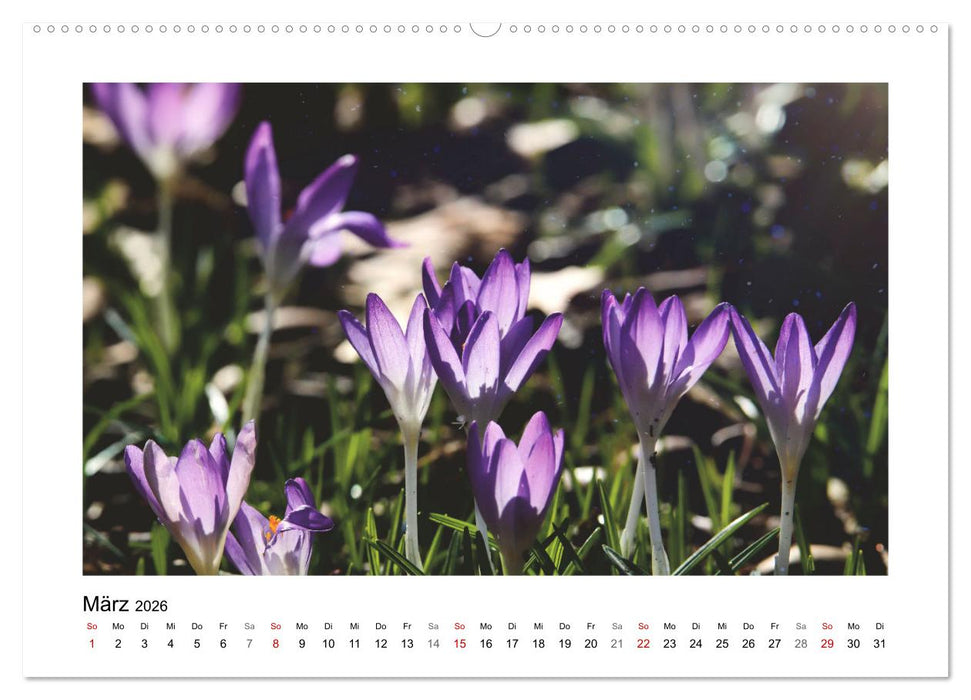 Mein Sehnsuchtsort, der Garten (CALVENDO Wandkalender 2026)