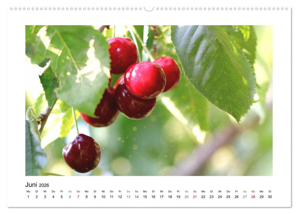 Mein Sehnsuchtsort, der Garten (CALVENDO Wandkalender 2026)