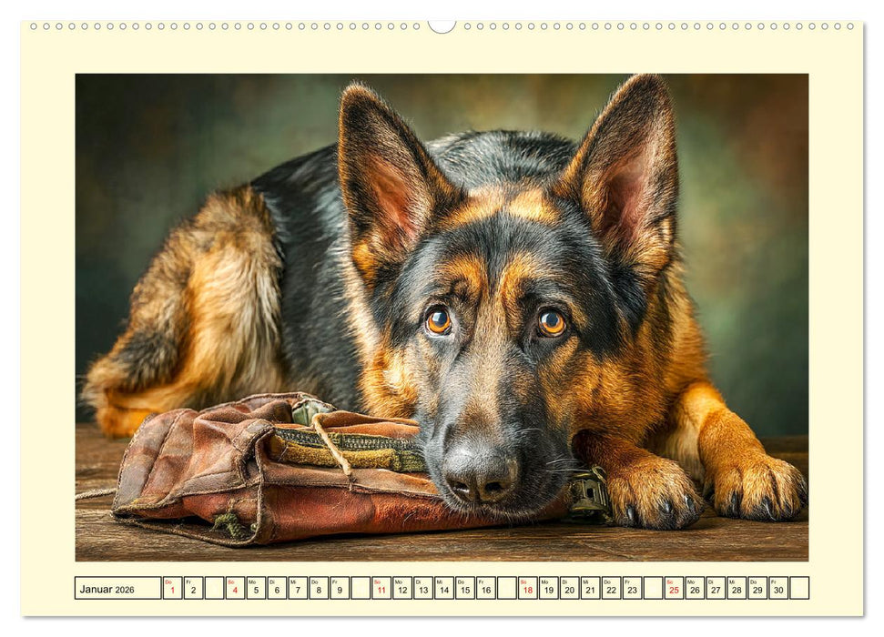 Deutscher Schäferhund. Familienheld, Sportskanone und loyaler Diensthund (CALVENDO Wandkalender 2026)