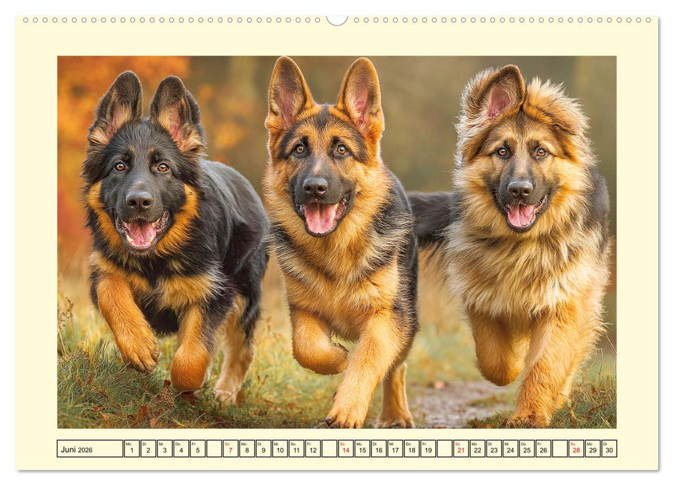 Deutscher Schäferhund. Familienheld, Sportskanone und loyaler Diensthund (CALVENDO Wandkalender 2026)