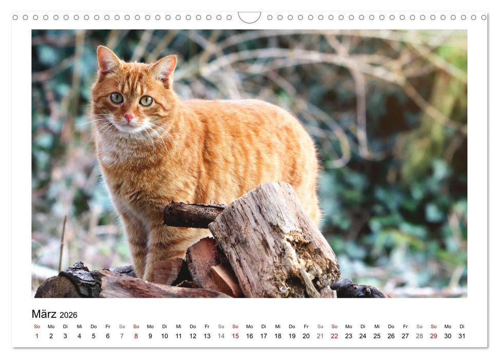 Bauernhoftiere hautnah (CALVENDO Wandkalender 2026)