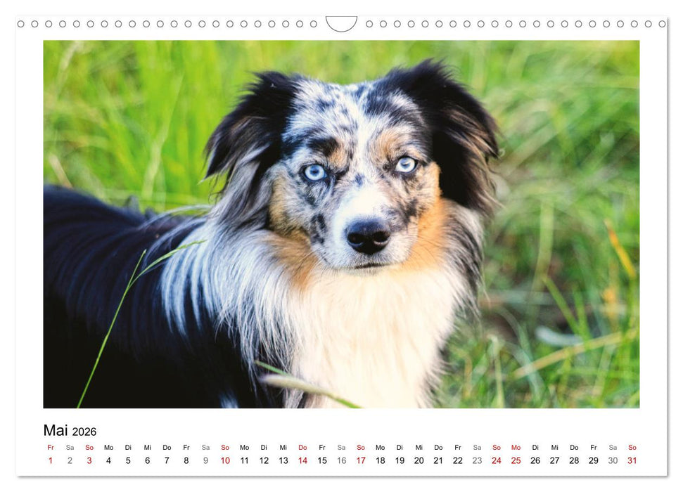 Bauernhoftiere hautnah (CALVENDO Wandkalender 2026)