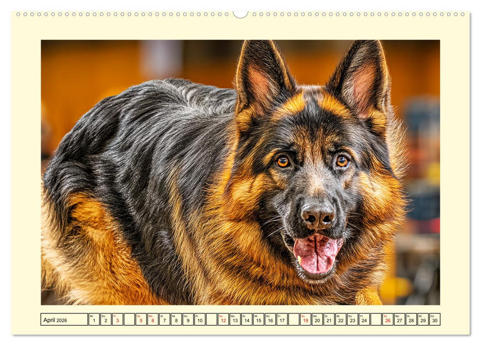 Deutscher Schäferhund. Familienheld, Sportskanone und loyaler Diensthund (CALVENDO Premium Wandkalender 2026)