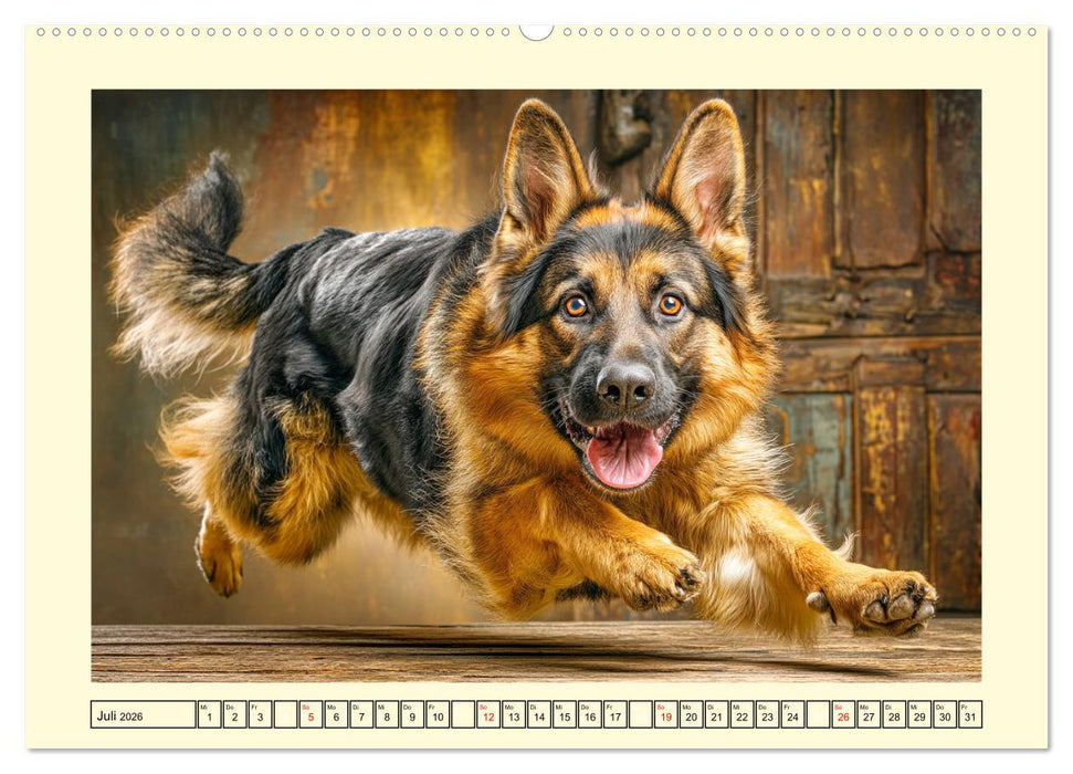 Deutscher Schäferhund. Familienheld, Sportskanone und loyaler Diensthund (CALVENDO Premium Wandkalender 2026)