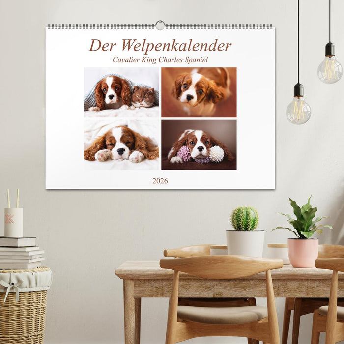 Der Welpenkalender - Cavalier King Charles Spaniel (CALVENDO Wandkalender 2026)