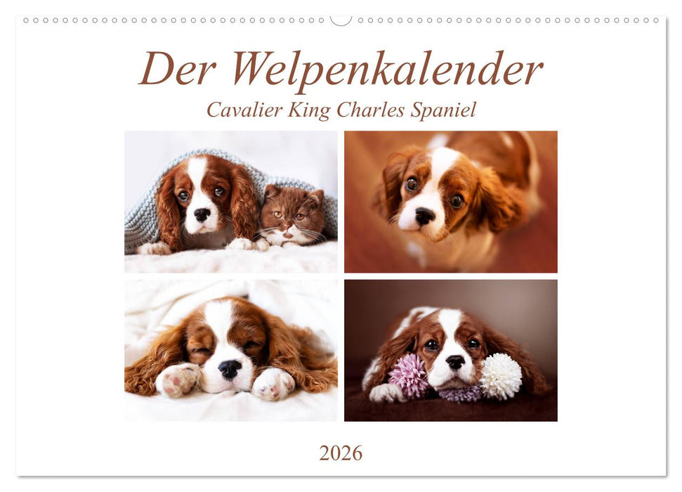 Der Welpenkalender - Cavalier King Charles Spaniel (CALVENDO Wandkalender 2026)