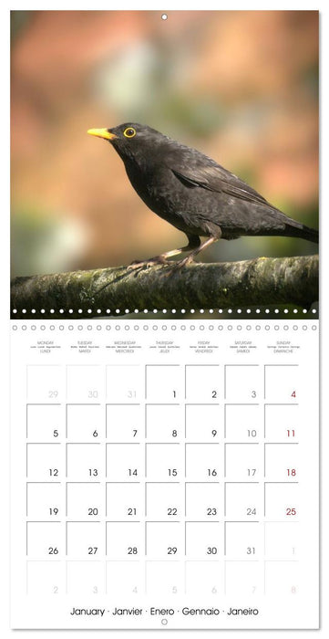 Espèces de Nouvelle Aquitaine (CALVENDO Calendrier mensuel 2026)