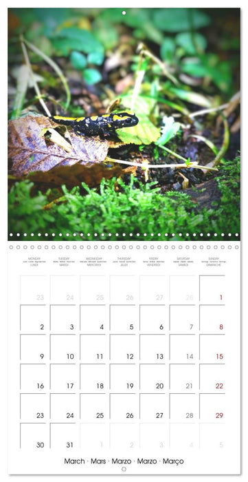 Espèces de Nouvelle Aquitaine (CALVENDO Calendrier mensuel 2026)