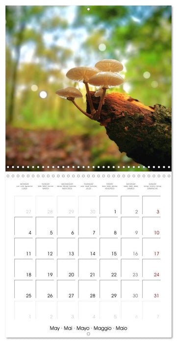 Espèces de Nouvelle Aquitaine (CALVENDO Calendrier mensuel 2026)