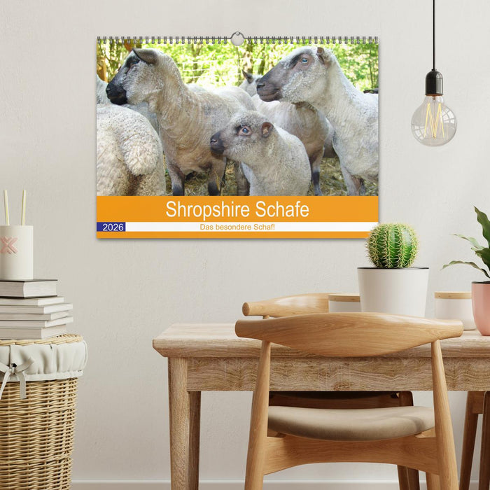 Shropshire Schafe (CALVENDO Wandkalender 2026)