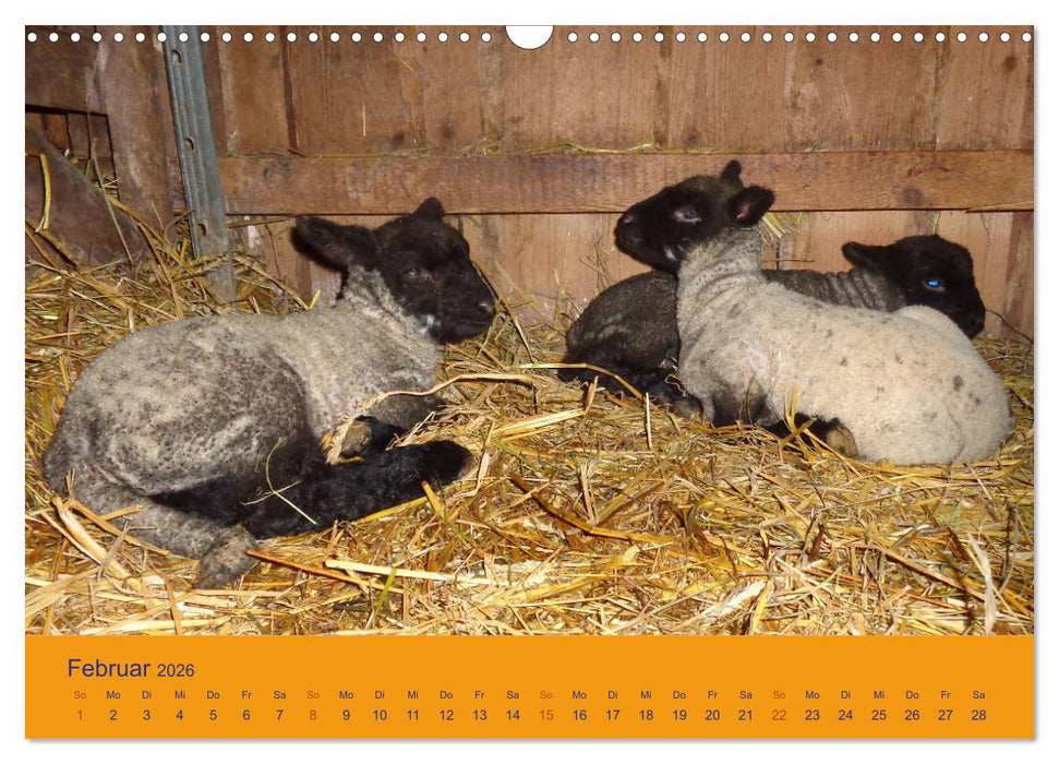 Shropshire Schafe (CALVENDO Wandkalender 2026)