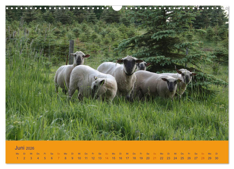 Shropshire Schafe (CALVENDO Wandkalender 2026)
